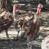 بوقلمون ۵ماه تایک سال|حیوانات مزرعه|بانه, |دیوار