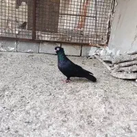 کبوتر  رنگی