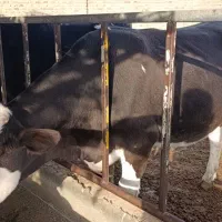 گاو شیری تلیسه