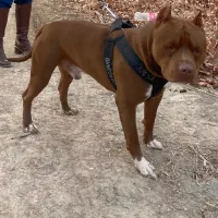 گمشده|حیوانات|اطاقور, |دیوار