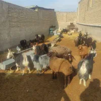 بز بره میش یکجا|حیوانات مزرعه|پاکدشت, پاکدشت (مامازند)|دیوار