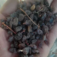 فروش کشمش و فخری دسته چین اینا وانگور دوشاب|خوردنی و آشامیدنی|ملکان, |دیوار