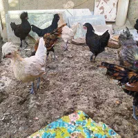 مرغ و خروس زینتی ابریشمی لهستانی ایام سمانی|حیوانات مزرعه|سبزوار, فرهنگیان|دیوار