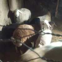 بره نر سنجابی|حیوانات مزرعه|جوین, |دیوار