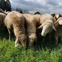 تامین و فروش انواع خوراک