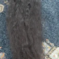 خریدارموی بلند