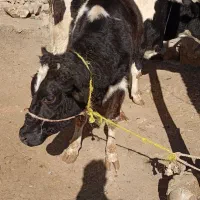 سه عدد تلیسه و یک عدد گاو قصر|حیوانات مزرعه|اهر, |دیوار