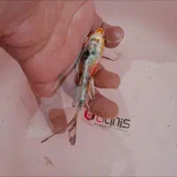 انواع ماهی کوی همه رنگ همه نژاد|ماهی|آمل, |دیوار