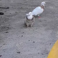 جفت طوقی سرحال