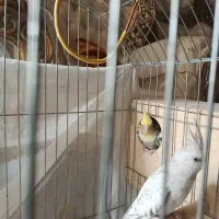 عروس هلندی|پرنده|شیراز, شهرک گلستان|دیوار