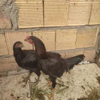 مرغ و خروس لاری نوچه اصل فوری