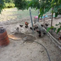 فروش مرغ تخم گذار