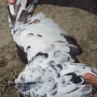 کبوتر|پرنده|آق قلا, |دیوار