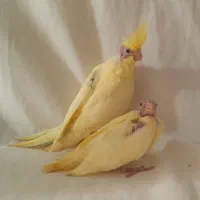 عروس هلندیدوکت|پرنده|آذرشهر, |دیوار