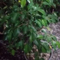 فروش  بنجامین ابلغ  و بلک  و یوکا  تنه دار .رخ زده|گل و گیاه طبیعی|نشتارود, |دیوار