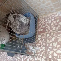 کفتر جفت|پرنده|قم, نوبهار|دیوار