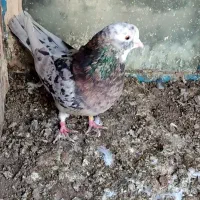 سرور پرشی|پرنده|بوکان, |دیوار