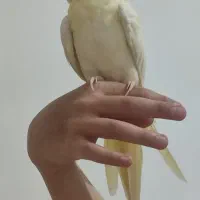 عروس هلندی دستی