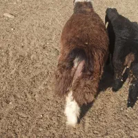 بره کهره چاق قصابی به شرط بالا زنی|حیوانات مزرعه|همایجان, |دیوار