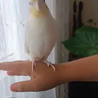 طوطی هلندی زرنگ و اهلی|پرنده|آستارا, |دیوار