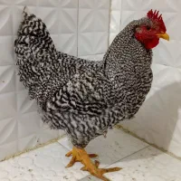 برهما وآمروک|حیوانات مزرعه|مشهد, شهید علی محمدی|دیوار