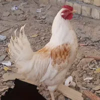 خروس|حیوانات مزرعه|فرخ‌شهر, |دیوار