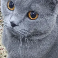 گربه اسکاتیش