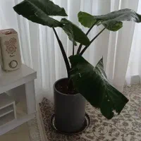 گل بابا آدم آپارتمانی