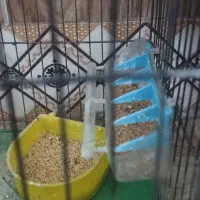 یک جفت مرغ عشق با قفس و تمام لوازم