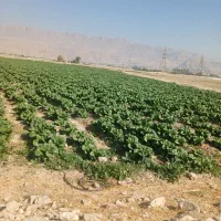 کاهو|اجارهٔ دفتر صنعتی، کشاورزی، تجاری|کازرون, |دیوار