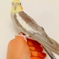 عروس سخنگو|پرنده|رضوانشهر, |دیوار