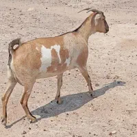 بز دوقلوزا کهره سومال درجه یک و غوچ برشن اصل