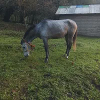 فروش نریان سواری|اسب و تجهیزات اسب‌سواری|حویق, |دیوار