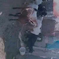 فروش 12راس بزغاله پاکستانی نر ماده چاق|حیوانات مزرعه|خوسف, |دیوار