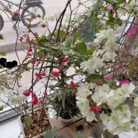 گل کاغذی سفید و صورتی