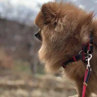 پامر خرسی نر (جهت کشش)|سگ|شاهینشهر, حافظ شمالی|دیوار