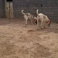 سگ همقال