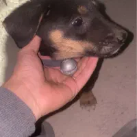 گمشده /توله / دو تومن مژدگانی|حیوانات|دورود, |دیوار