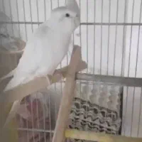 عروس هلندی|پرنده|ملایر, |دیوار