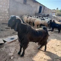 بز نر یا ساوین|حیوانات مزرعه|گیلان غرب, |دیوار