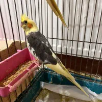 عروس  هلندی|پرنده|کلاچای, |دیوار