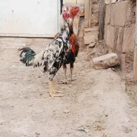 خروس لاری|حیوانات مزرعه|فریمان, |دیوار