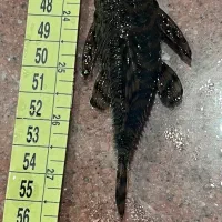 پلکو زبرا و تایگر و آنجل دودی|ماهی|تهران, زعفرانیه|دیوار