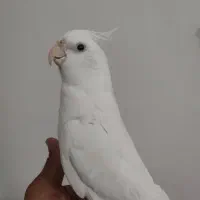 عروس هلندی نر البینو|پرنده|بافت, |دیوار