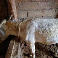 الاغ نر جوان