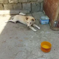 سگ پاکوتاه