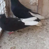 کبوتر رنگه|پرنده|مشهد, باغون آباد|دیوار