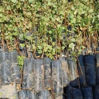 نهال پسته گلدانی|خدمات باغبانی و درختکاری|قم, زنبیل آباد|دیوار