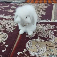 خرگوش لوپ|موش و خرگوش|باوی, |دیوار