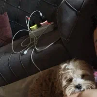 سگ شیتزو فلت|سگ|مشهد, یاس|دیوار